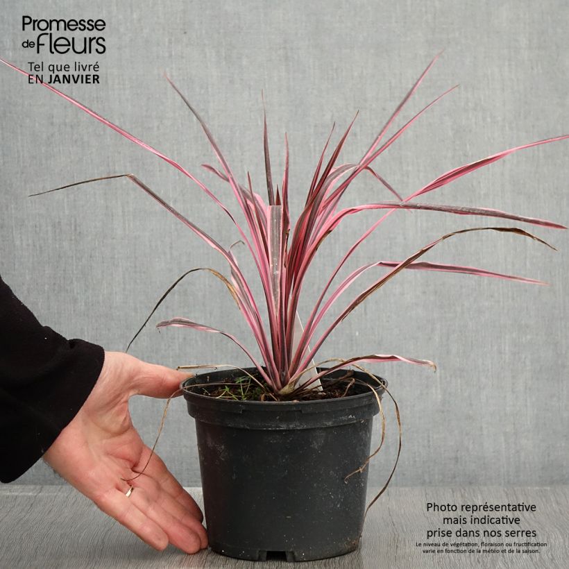 Cordiline Southern Splendour- Cordyline australis Maceta 2L/3L Ejemplar entregado en invierno