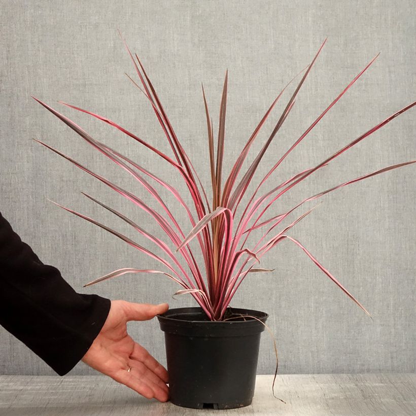 Cordiline Southern Splendour- Cordyline australis Maceta 2L/3L Ejemplar entregado en la primavera