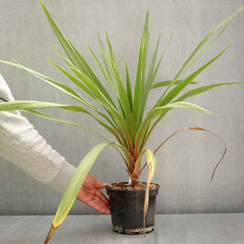 Ejemplar de Cordiline Sundance- Cordyline australis Maceta 2L/3L entregado en otoño