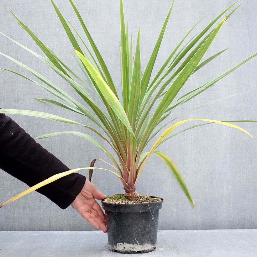 Cordiline Sundance- Cordyline australis Maceta 2L/3L Ejemplar entregado en invierno