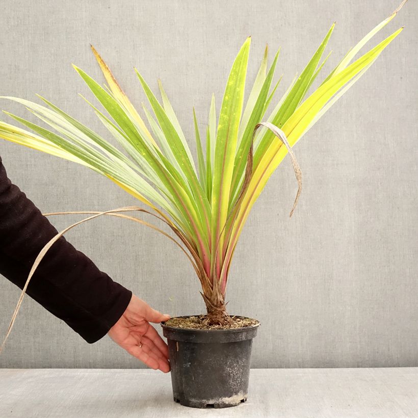 Cordiline Sundance- Cordyline australis Maceta 2L/3L Ejemplar entregado en la primavera