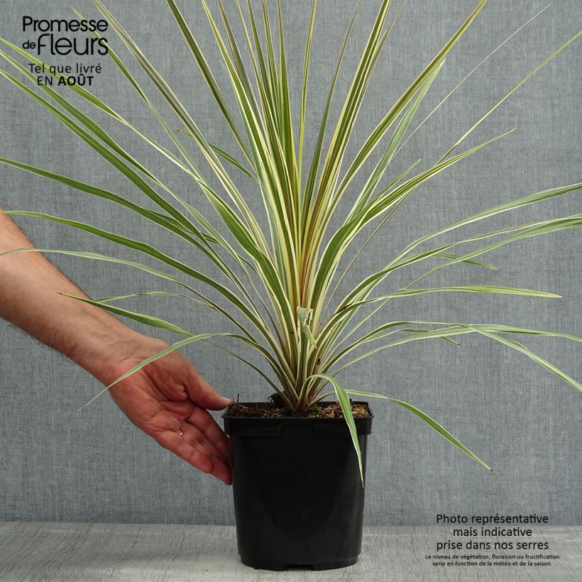 Ejemplar de Cordiline Torbay Dazzler- Cordyline australis Maceta 2L/3L entregado en verano