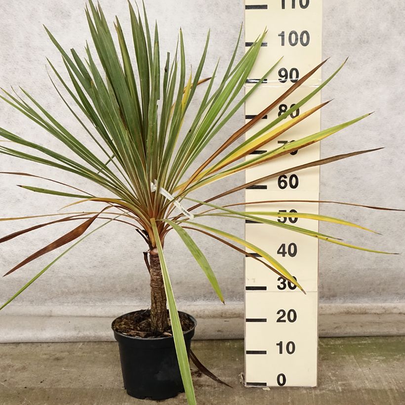 Ejemplar de Cordiline Torbay Dazzler- Cordyline australis Maceta 4L/5L entregado en otoño