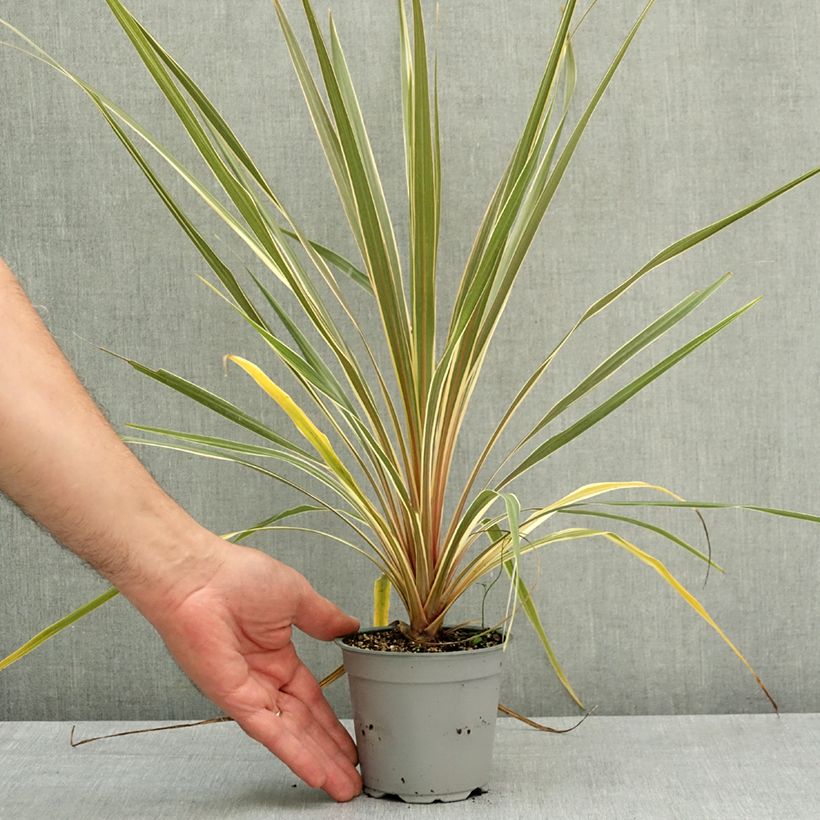 Cordiline Torbay Dazzler- Cordyline australis Maceta de 12 cm / 13 cm Ejemplar entregado en la primavera