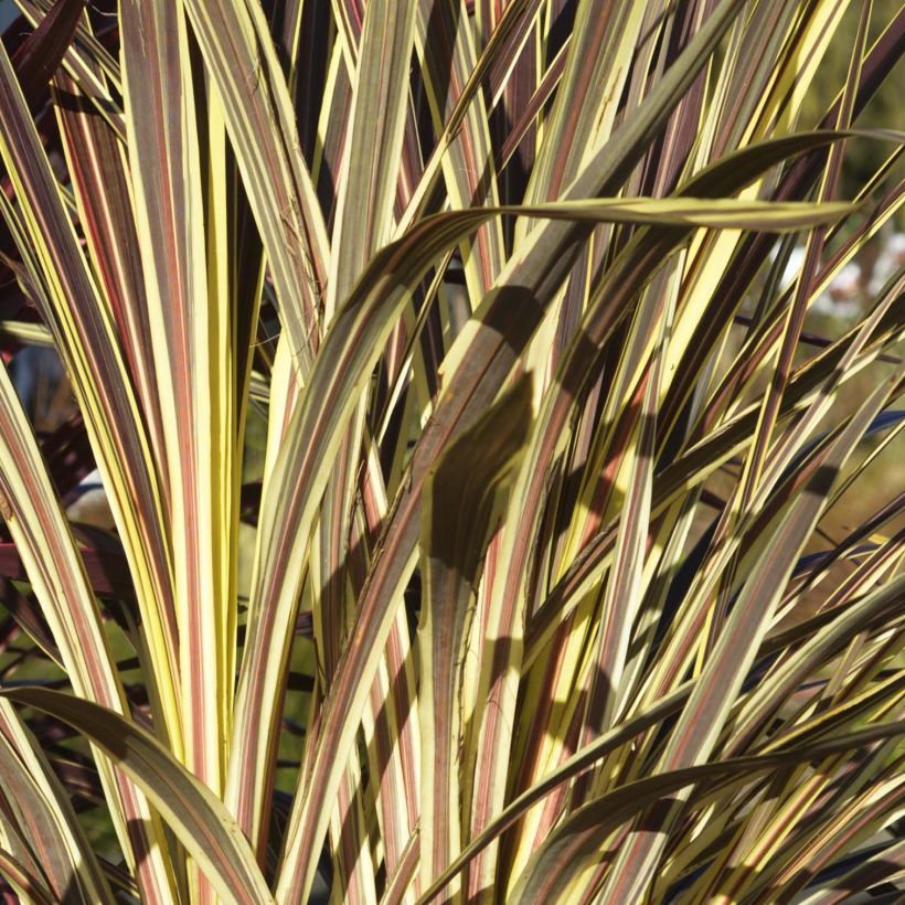 Cordyline banksii Electric Flash (Follaje)
