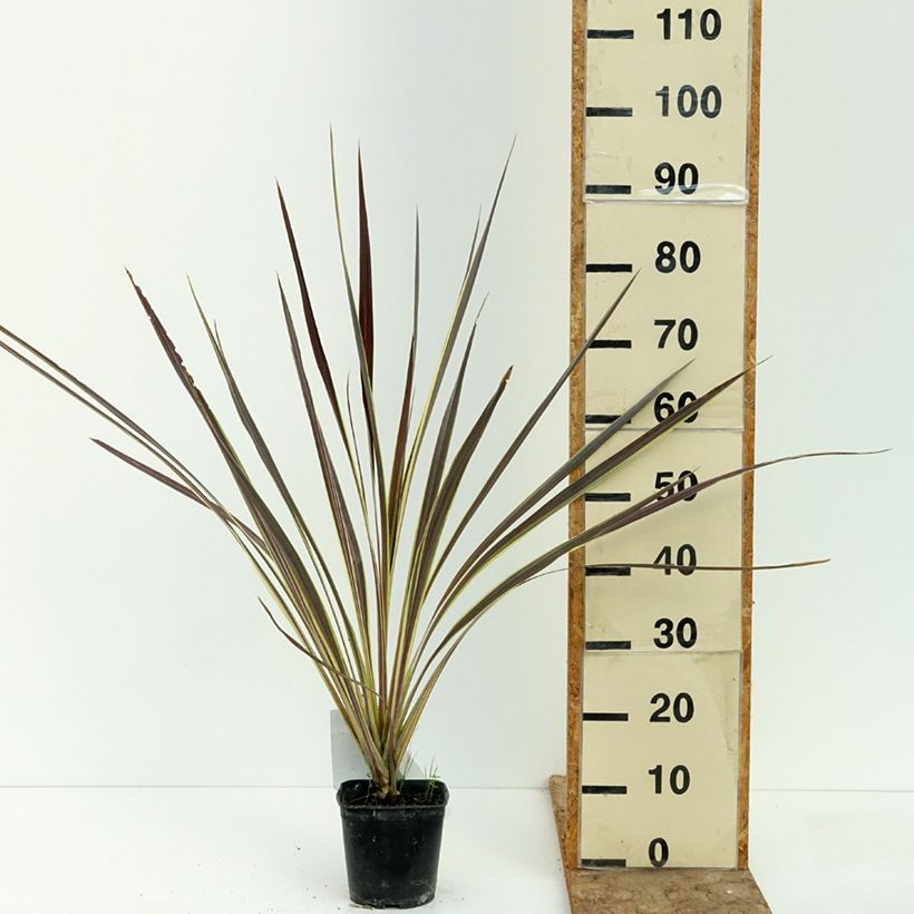 Ejemplar de Cordyline banksii Electric Flash Maceta 1,5L/2L entregado en verano