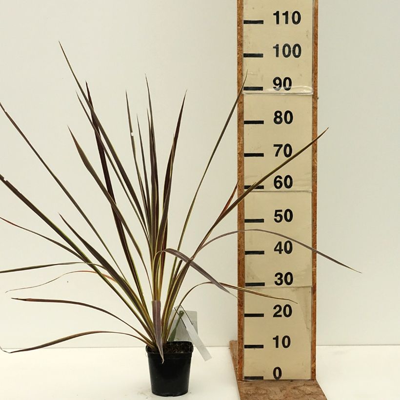 Cordyline banksii Electric Flash Maceta 1,5L/2L Ejemplar entregado en la primavera