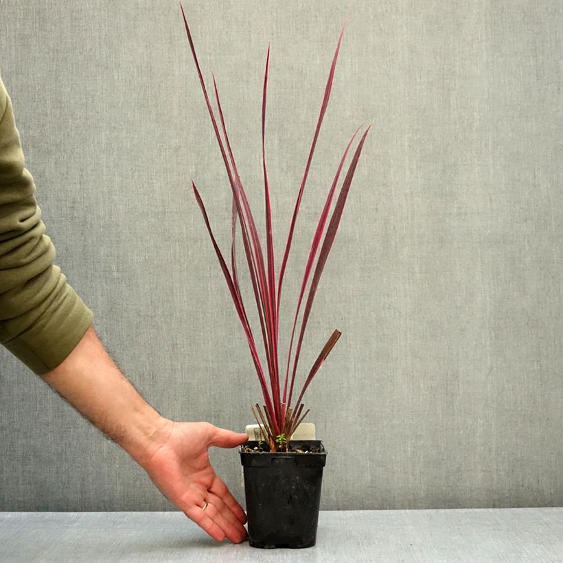 Ejemplar de Cordyline banksii Electric Pink Maceta 1,5L/2L entregado en otoño