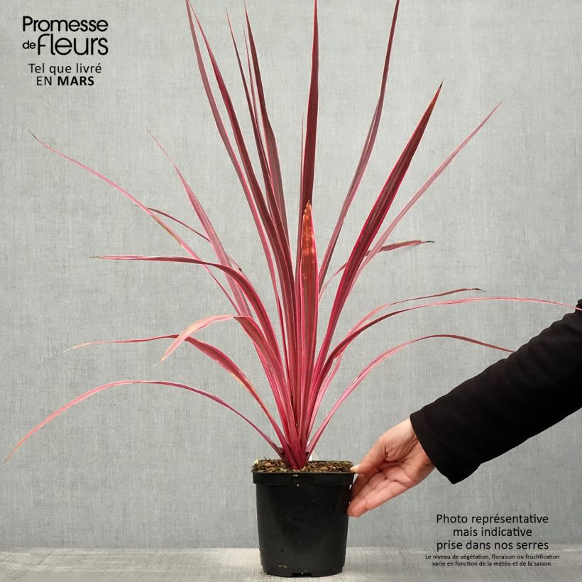 Cordyline banksii Electric Pink Maceta 3L/4L Ejemplar entregado en la primavera