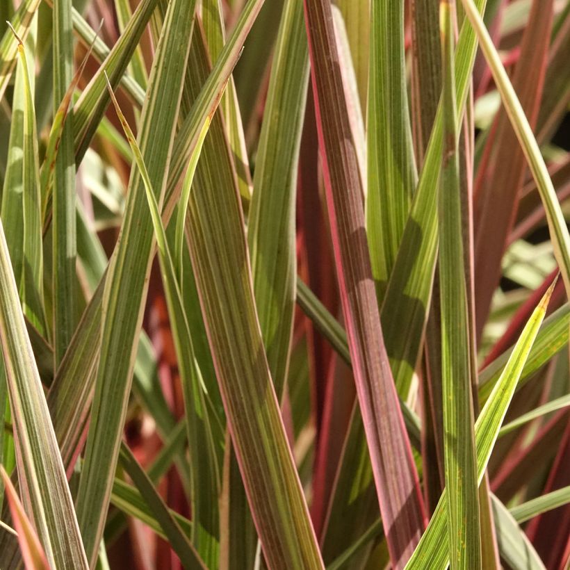 Cordyline banksii Can Can (Follaje)