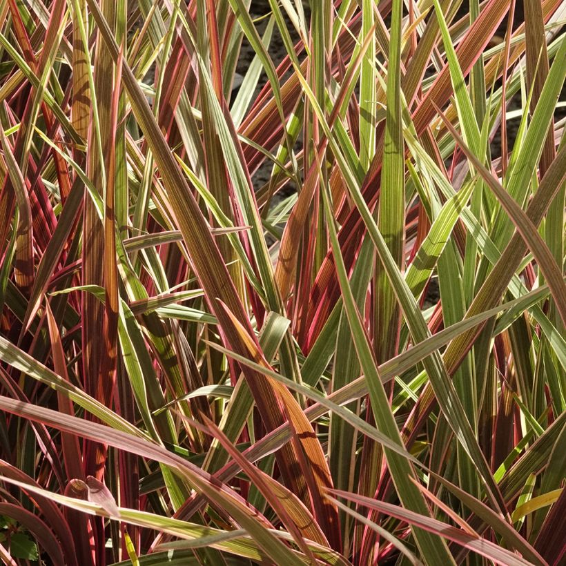 Cordyline banksii Can Can (Porte)