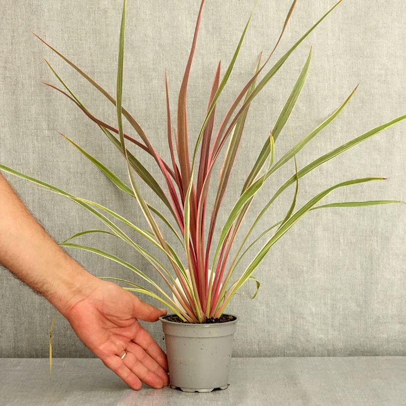 Ejemplar de Cordyline banksii Can Can Maceta de 12 cm / 13 cm entregado en verano