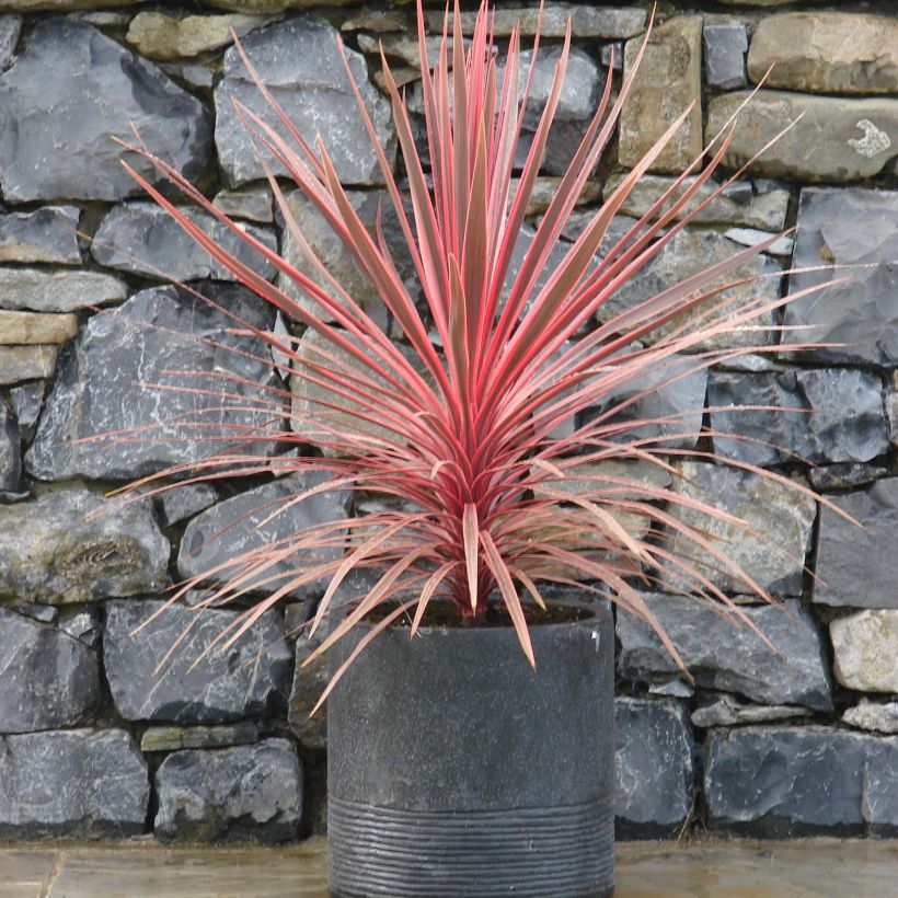 Cordiline Charlie boy- Cordyline australis (Porte)