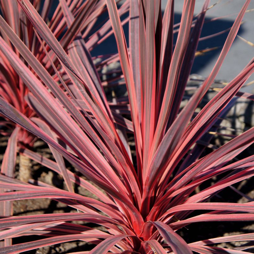 Cordiline Charlie boy- Cordyline australis (Follaje)