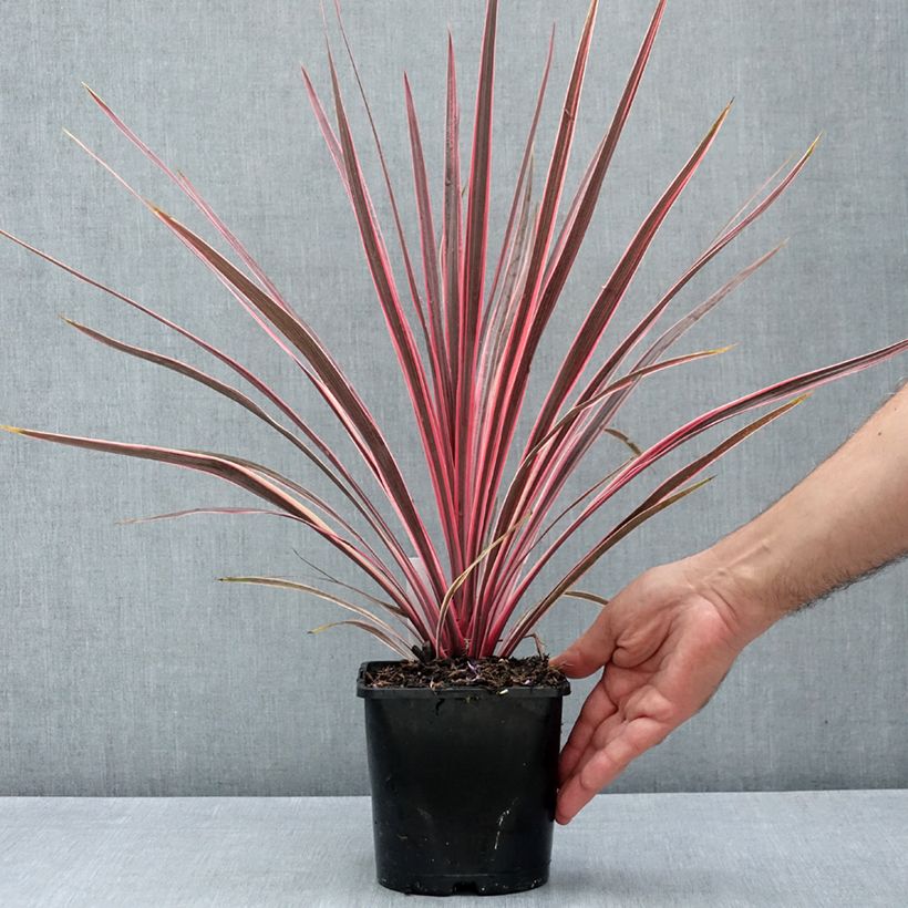 Ejemplar de Cordiline Charlie boy- Cordyline australis Maceta 2L/3L entregado en verano