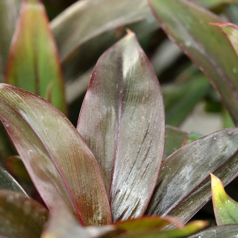 Cordiline fructicosa Purple Compacta (Follaje)