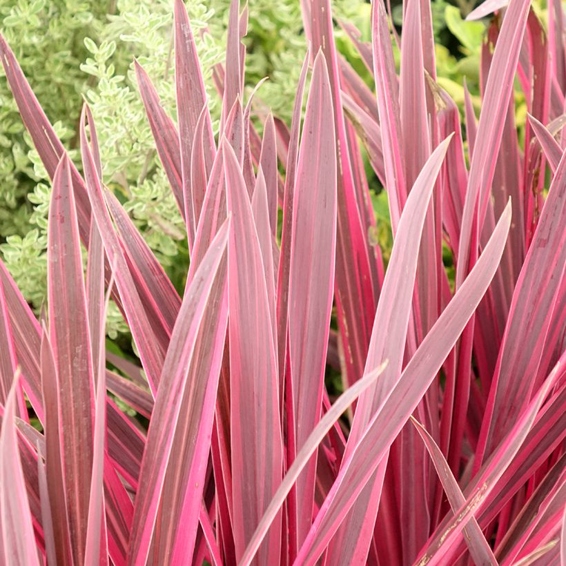 Cordyline Paso Doble (Follaje)
