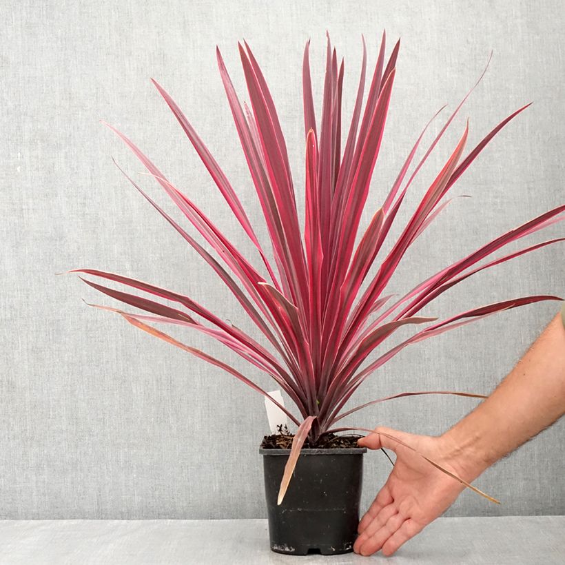 Ejemplar de Cordyline Paso Doble Maceta 1,5L/2L entregado en verano