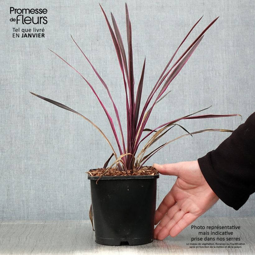 Cordyline Paso Doble Maceta 1,5L/2L Ejemplar entregado en invierno