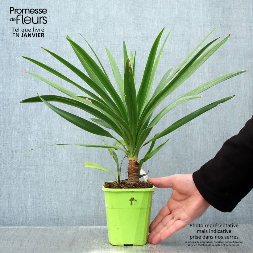 Cordiline Ti Tawhiti- Cordyline australis Maceta 1L/1,5L Ejemplar entregado en invierno