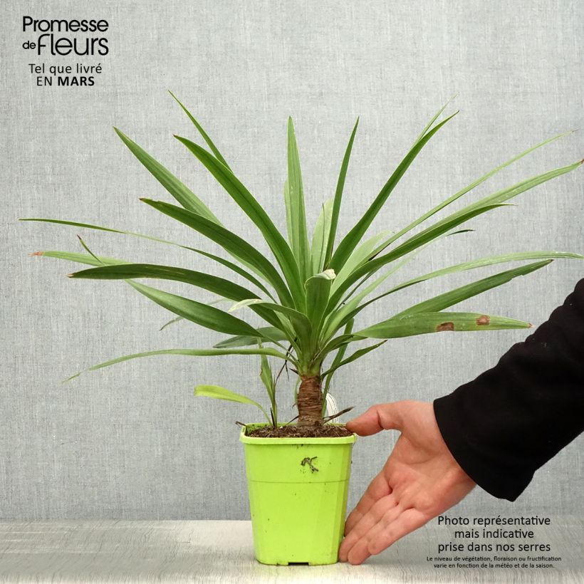 Cordiline Ti Tawhiti- Cordyline australis Maceta 1L/1,5L Ejemplar entregado en la primavera