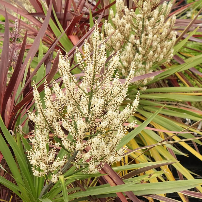 Trío de Cordylines Black Knight/Electric Flash/Peko (Floración)