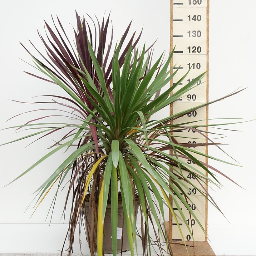 Ejemplar de Cordyline trio pot déco Black Knight/Electric Flash/Peko Maceta 20L/25L entregado en otoño