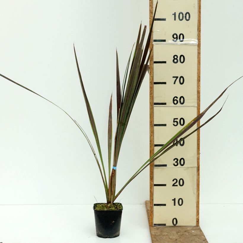 Ejemplar de Cordyline banksii Electric Star Maceta 1,5L/2L entregado en verano