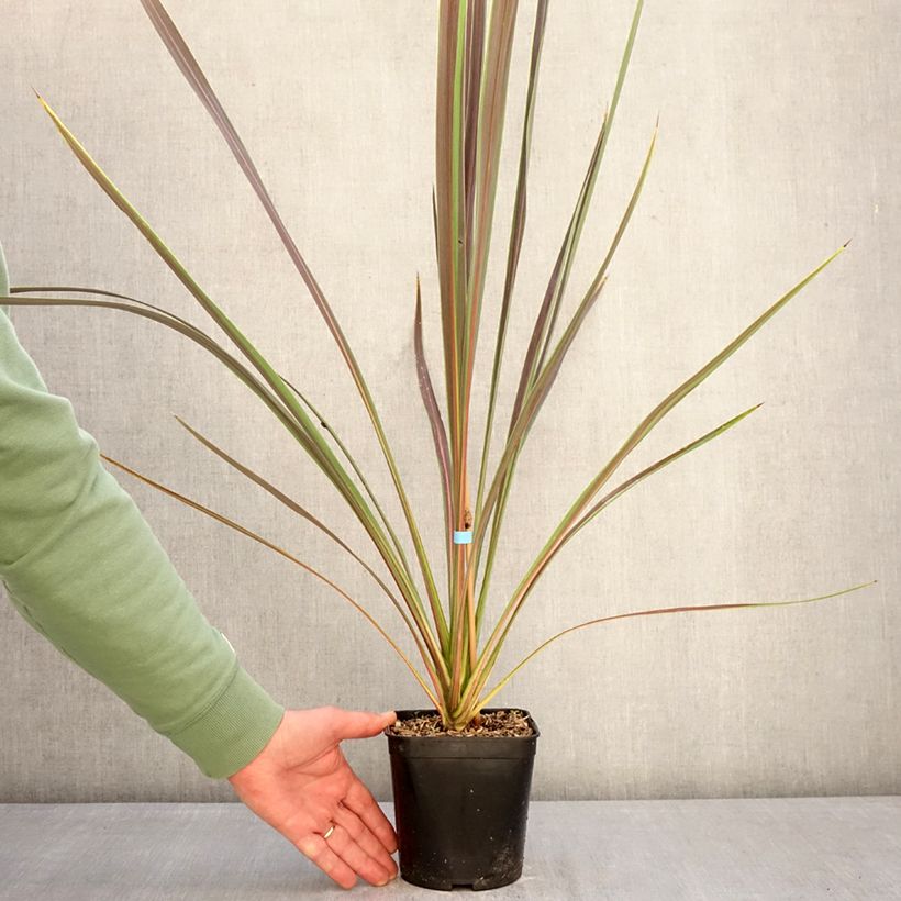 Cordyline banksii Electric Star Maceta 1,5L/2L Ejemplar entregado en invierno