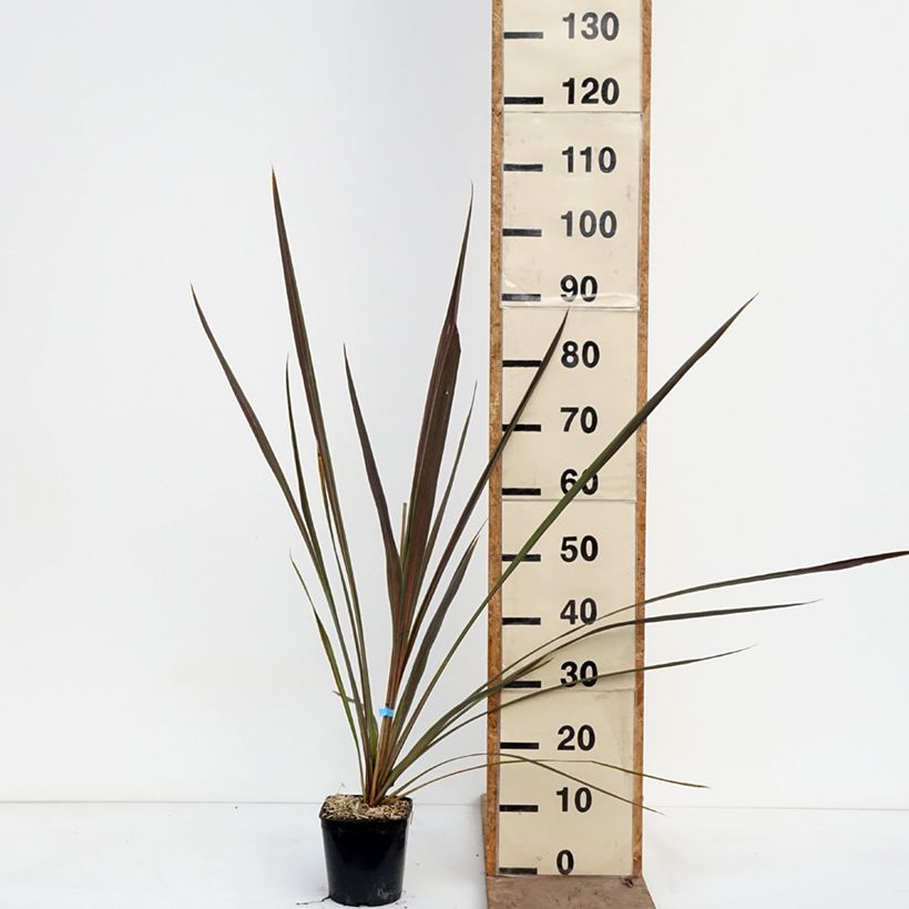 Cordyline banksii Electric Star Maceta 1,5L/2L Ejemplar entregado en la primavera