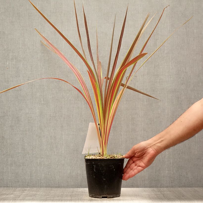 Ejemplar de Cordyline banksii Electric Star Maceta 3L/4L entregado en verano