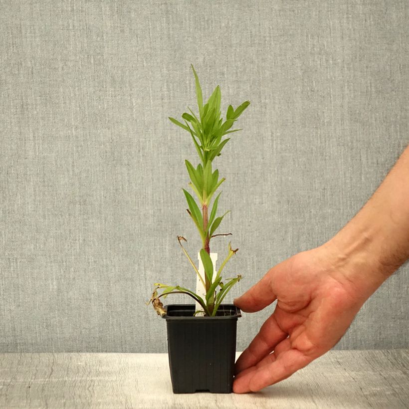 Coreopsis grandiflora Badengold Maceta de 8/9 cm Ejemplar entregado en la primavera