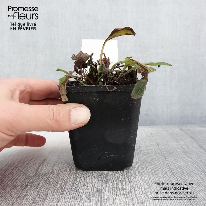 Coreopsis auriculata nana Elfin Gold Maceta de 8/9 cm Ejemplar entregado en invierno