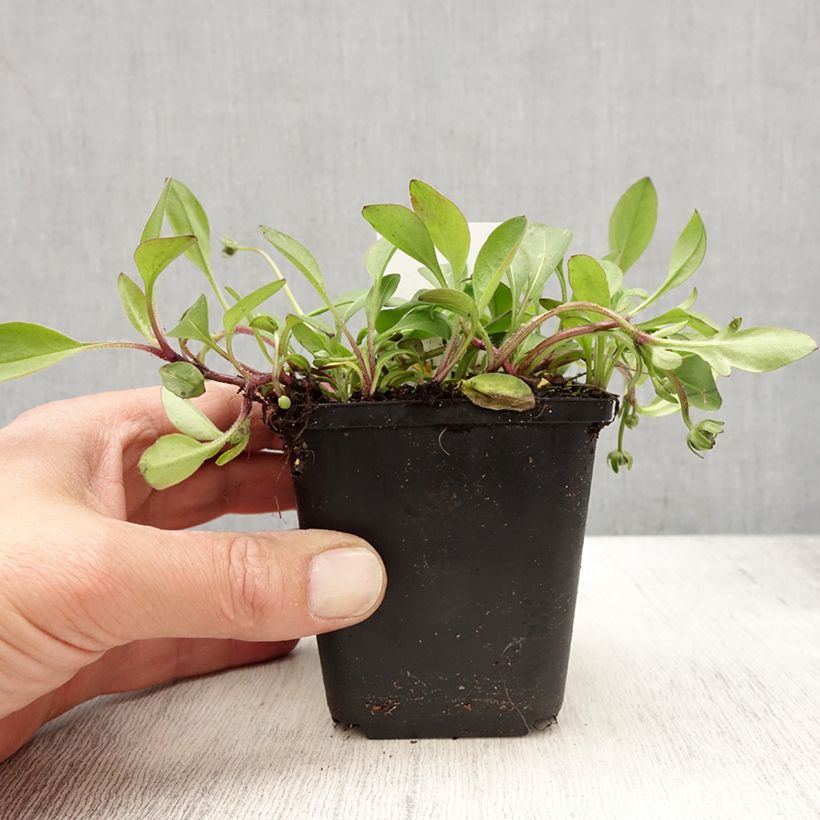 Coreopsis auriculata nana Elfin Gold Maceta de 8/9 cm Ejemplar entregado en la primavera