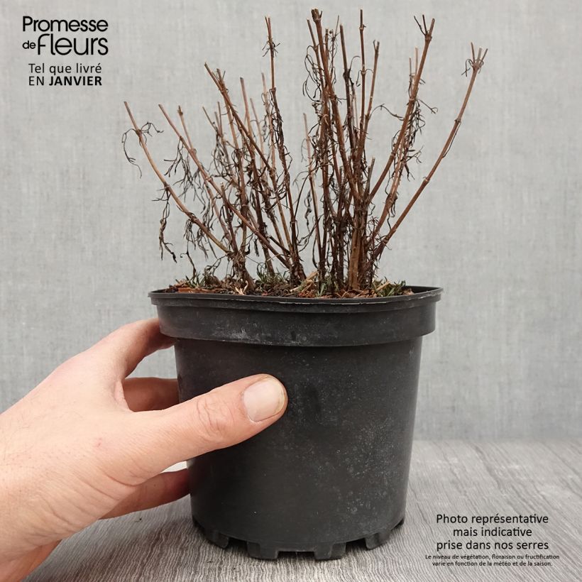 Coreopsis Cosmic Eye Maceta 2L/3L Ejemplar entregado en invierno