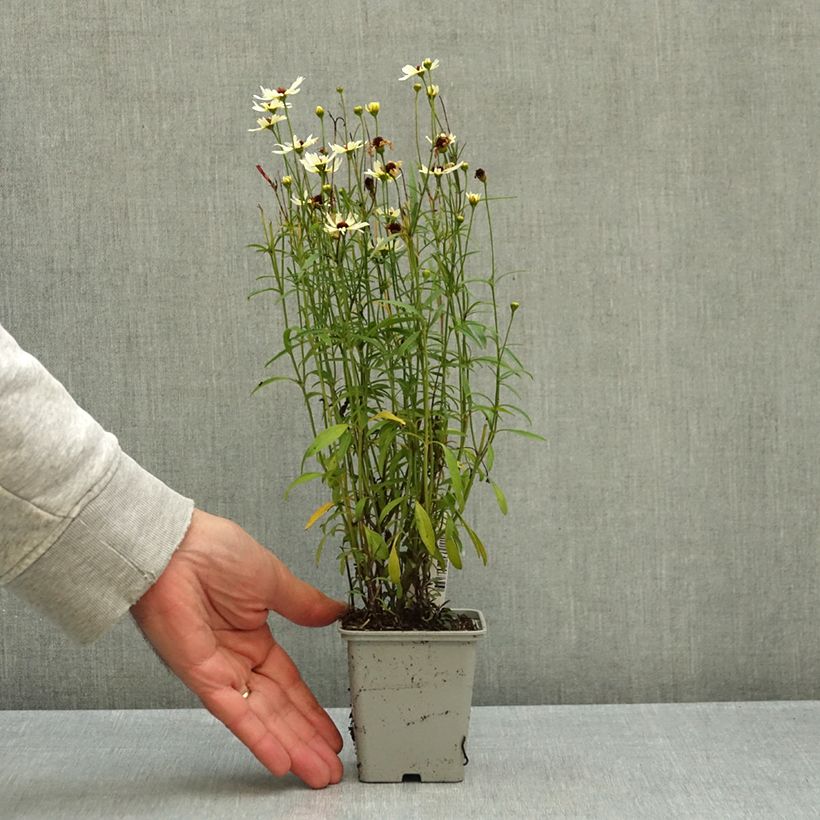 Ejemplar de Coreopsis Fool's Gold Maceta de 8/9 cm entregado en otoño