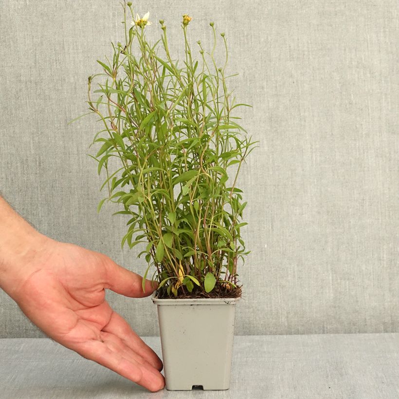 Ejemplar de Coreopsis Fool's Gold Maceta de 8/9 cm entregado en verano