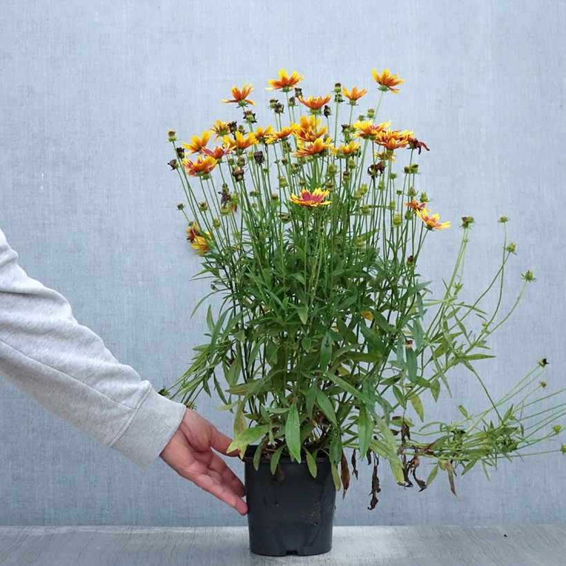 Ejemplar de Coreopsis grandiflora Golden Stardust Maceta 1,5L/2L entregado en verano