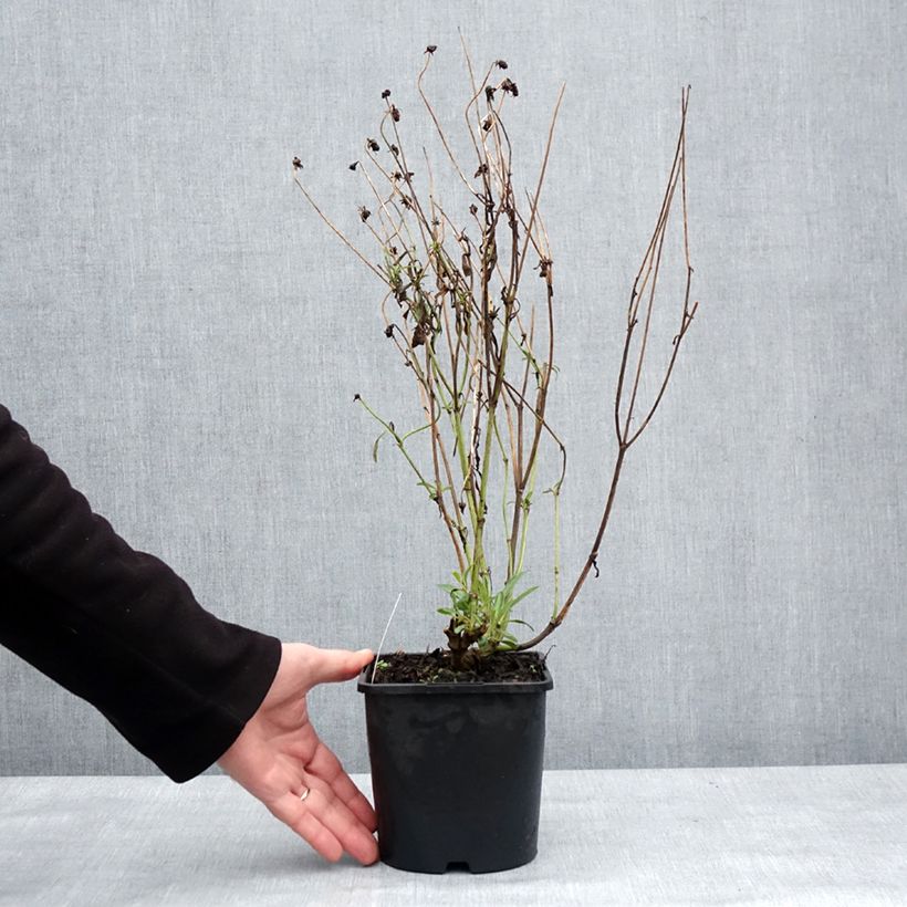 Coreopsis grandiflora Golden Stardust Maceta 1,5L/2L Ejemplar entregado en invierno