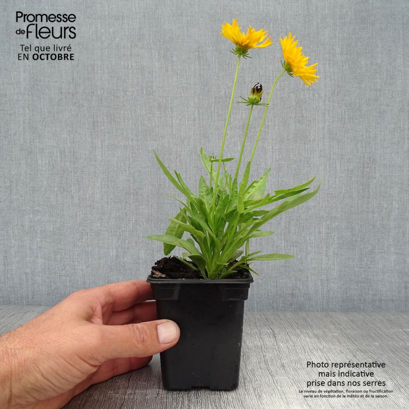 Ejemplar de Coreopsis grandiflora Louis d'Or Maceta de 7/8 cm entregado en otoño