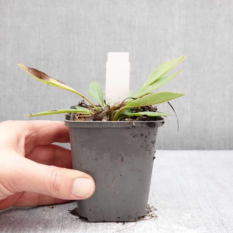 Coreopsis grandiflora Solar Fancy Maceta de 7/8 cm Ejemplar entregado en invierno