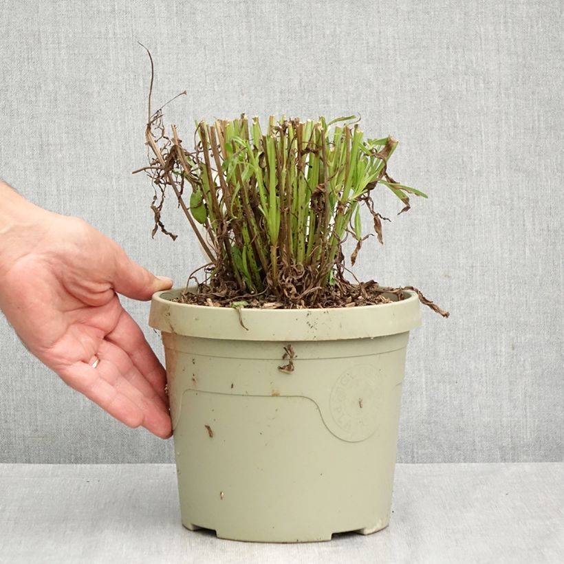 Ejemplar de Coreopsis grandiflora Solar Jewel Maceta 3L/4L entregado en otoño