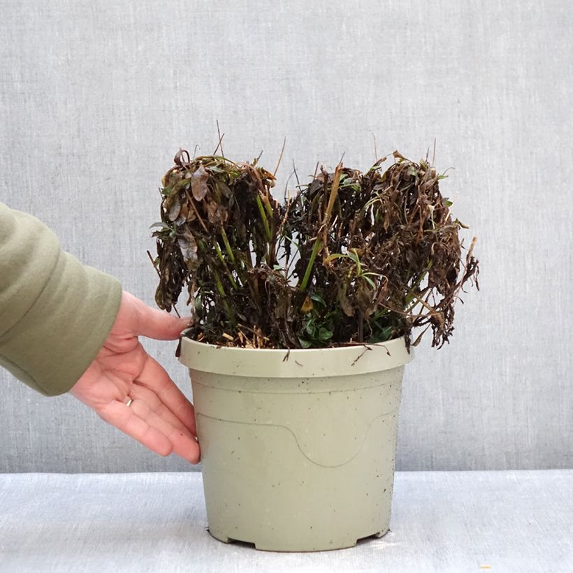 Coreopsis grandiflora Solar Jewel Maceta 3L/4L Ejemplar entregado en invierno