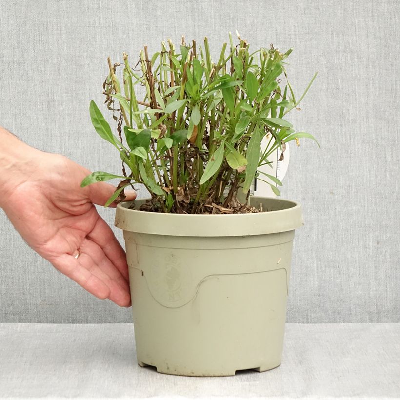 Ejemplar de Coreopsis grandiflora Solar Moon Maceta 3L/4L entregado en otoño