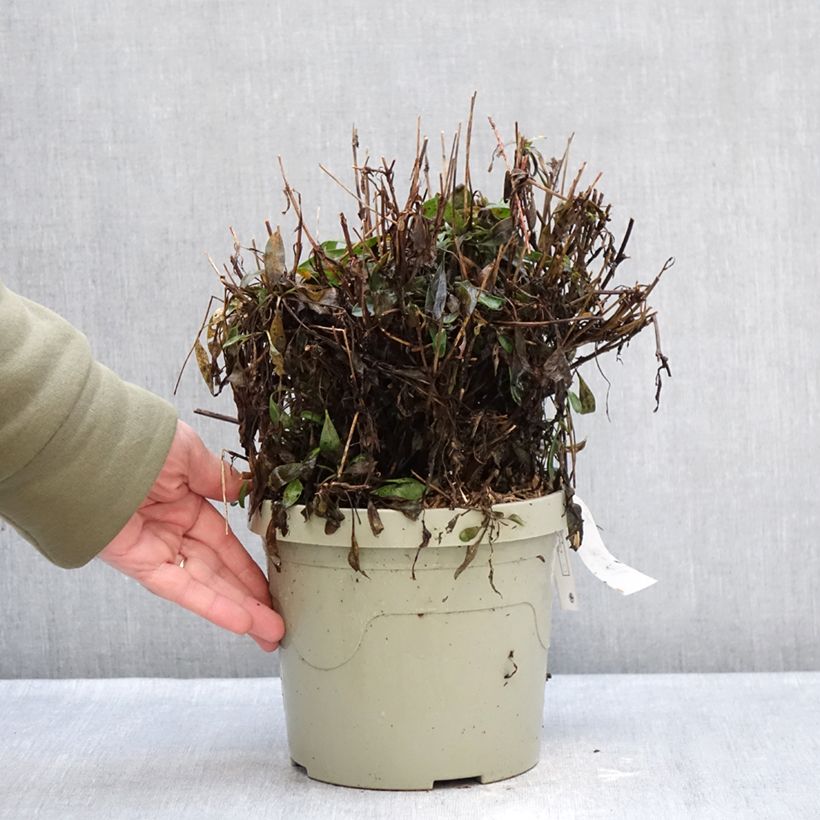 Coreopsis grandiflora Solar Moon Maceta 3L/4L Ejemplar entregado en invierno