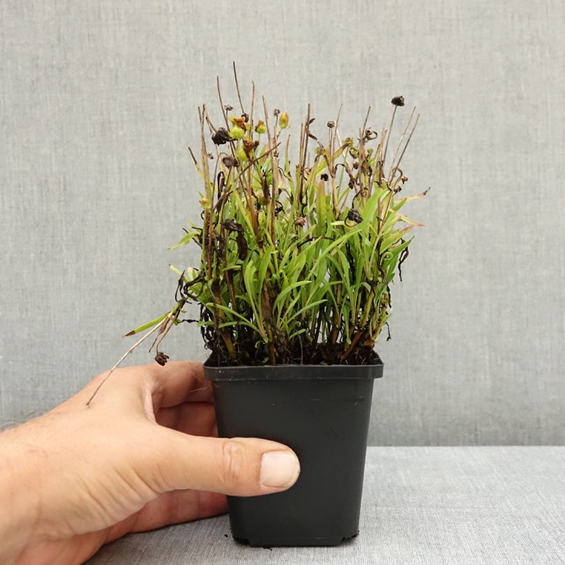 Ejemplar de Coreopsis grandiflora Sunkiss Maceta de 8/9 cm entregado en verano
