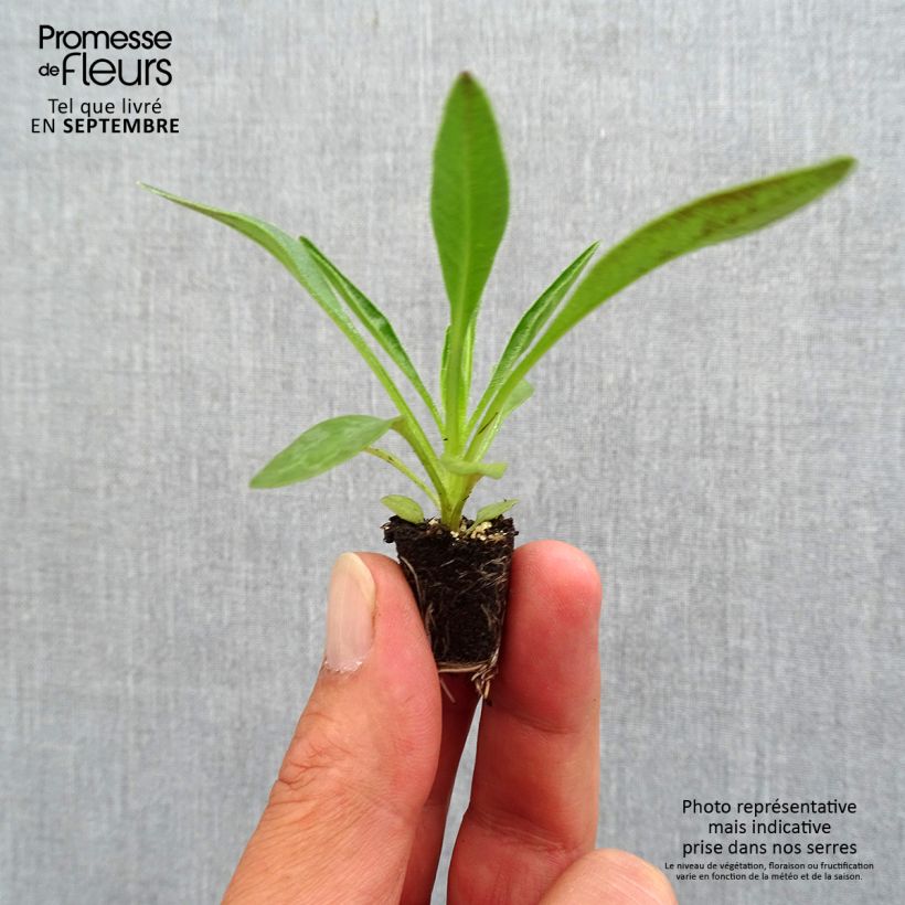 Ejemplar de Coreopsis grandiflora Sunkiss minicepellón: Ø 3/4 cm entregado en otoño