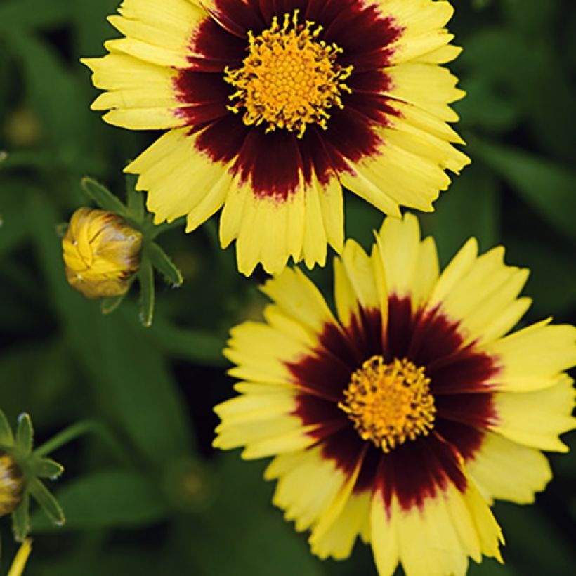 Coreopsis Uptick Yellow and Red (Floración)