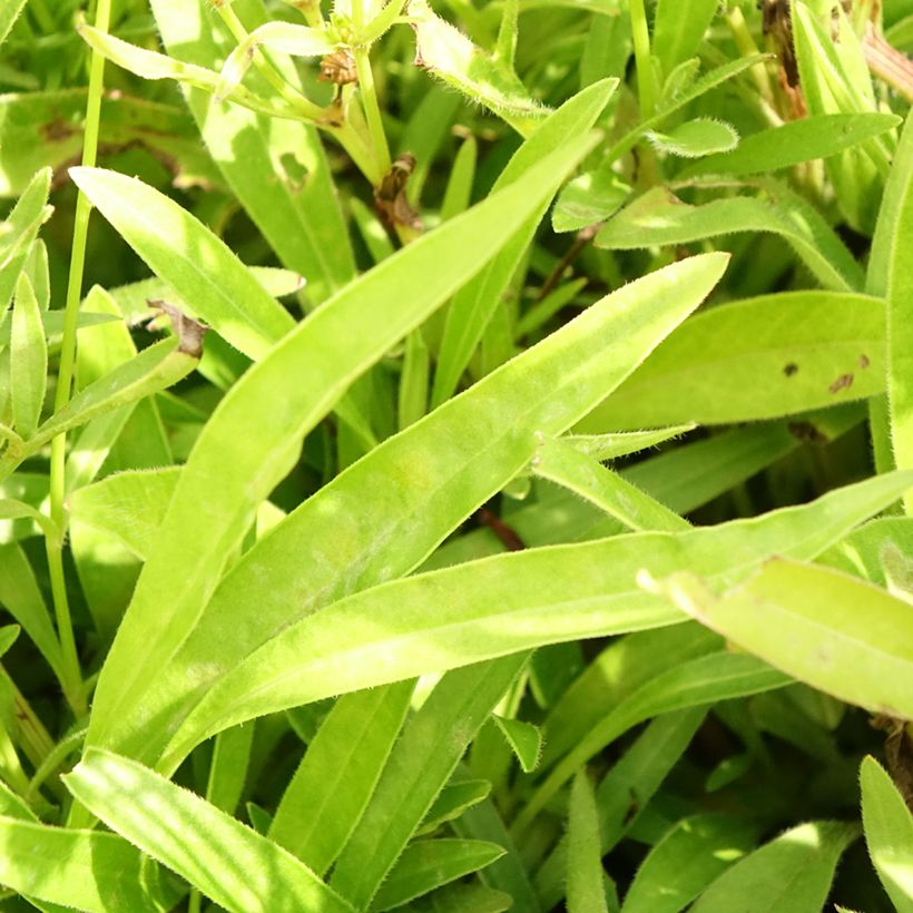 Coreopsis lanceolata Baby Gold (Follaje)