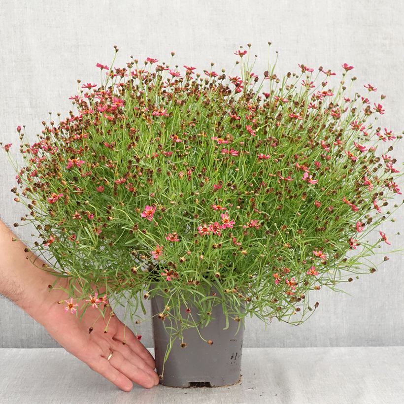 Ejemplar de Coreopsis Limerock Passion Maceta 2L/3L entregado en verano